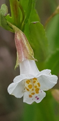 Mimulus gracilis