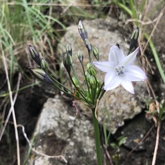 Triteleia clementina