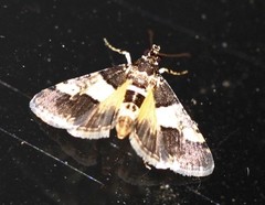 Nacoleia mesochlora