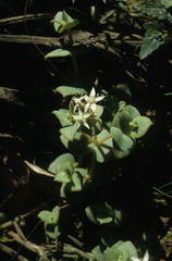 Crassula pellucida marginalis