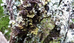 Crocodia rubella