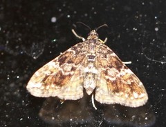 Elophila responsalis
