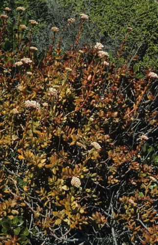 Crassula rubricaulis