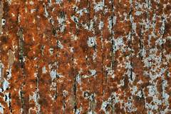 Phycopeltis arundinacea