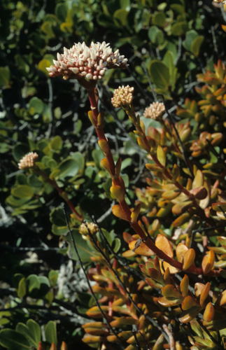 Crassula rubricaulis