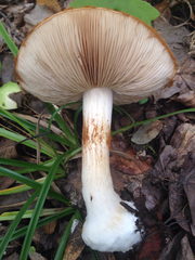 Cortinarius