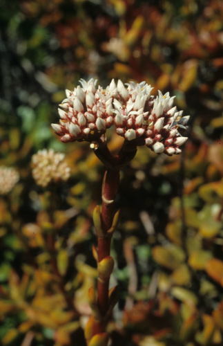 Crassula rubricaulis