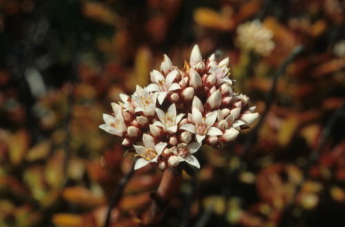 Crassula rubricaulis