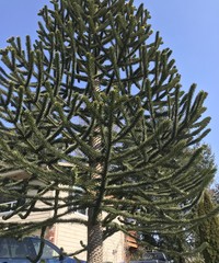Araucaria araucana