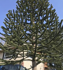 Araucaria araucana