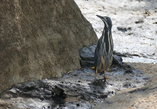 Avetorillo plomizo (Ixobrychus sturmii)
