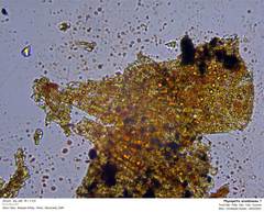 Phycopeltis arundinacea