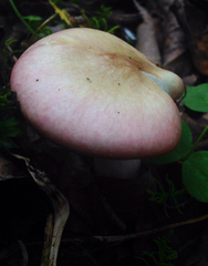 Russula