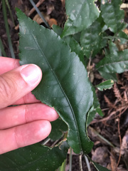 Aceria melicyti