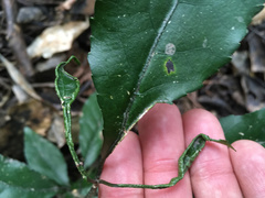 Aceria melicyti
