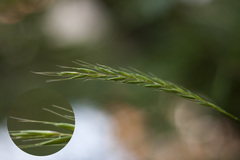 Elymus caninus