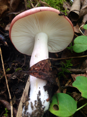 Russula