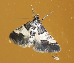 Nacoleia mesochlora
