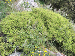 Sophora prostrata