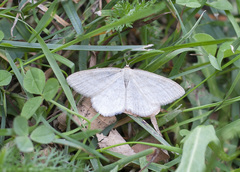 Scopula ternata