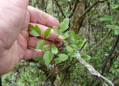 Clematis quadribracteolata