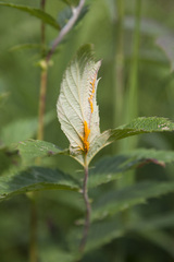 Triphragmium ulmariae