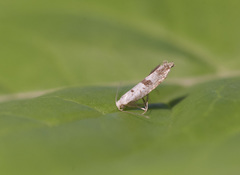 Argyresthia curvella