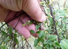Clematis quadribracteolata