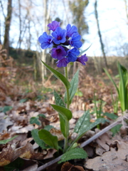 Pulmonaria longifolia