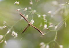 Stenoptilia pterodactyla