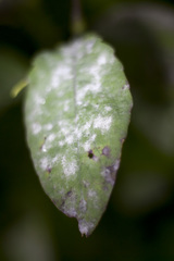 Podosphaera balsaminae