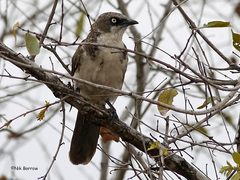 Turdoides hypoleuca rufuensis
