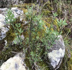 Acmispon dendroideus traskiae