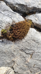 Tortella pseudofragilis