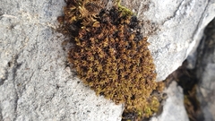 Tortella pseudofragilis