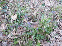 Pulmonaria longifolia
