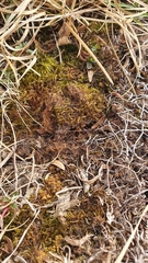 Flexitrichum gracile