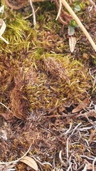 Flexitrichum gracile