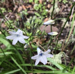Triteleia clementina