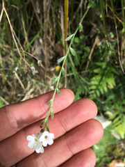 Myosotis lytteltonensis