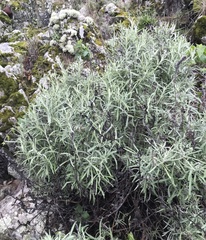 Castilleja grisea