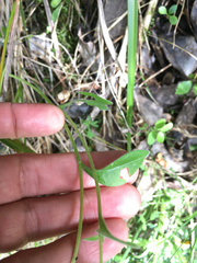 Myosotis lytteltonensis