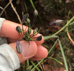 Triteleia clementina