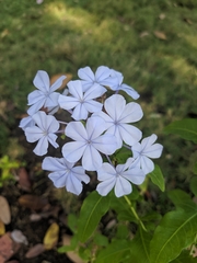 Plumbago auriculata