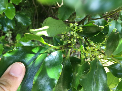 Broadleaf (Griselinia littoralis)