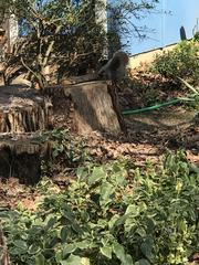 Sciurus carolinensis