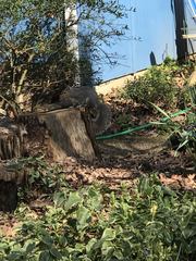 Sciurus carolinensis