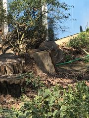 Sciurus carolinensis