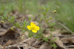 Scoparia montevidensis