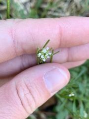 Cardamine hirsuta